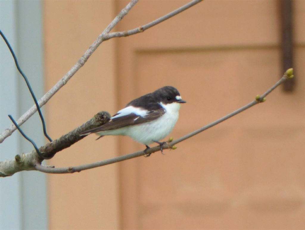 Balia nera (Ficedula hypoleuca), maschio